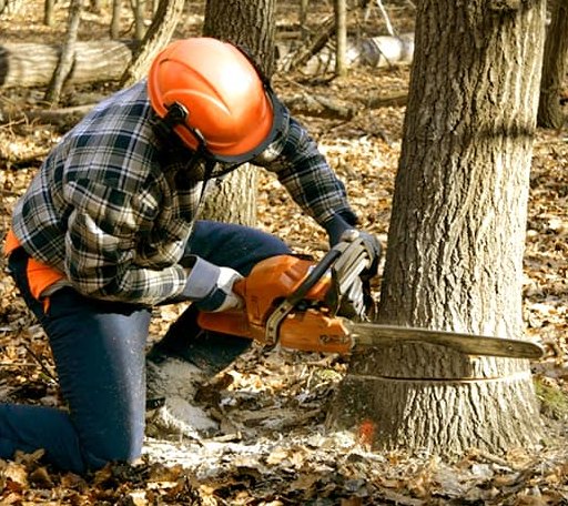 Tree Removal in De Kalb, MS